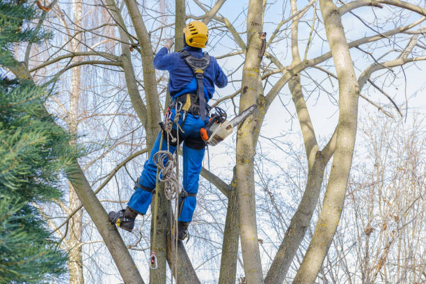 Best Seasonal Cleanup (Spring/Fall)  in USA